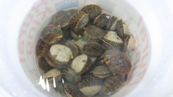 Crystal River's Scalloping Season!